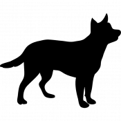 Cody, a Golden Soft Coated Wheaton Terrier Dog