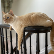 %name%, a %color% %breed% %type%