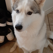 Kopoli, a white and grey Siberian Husky Dog