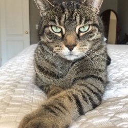 Pixel
