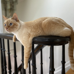%name%, a %color% %breed% %type%
