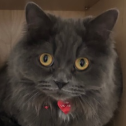 {petName}, a Grey Ragdoll Persian cross Cat